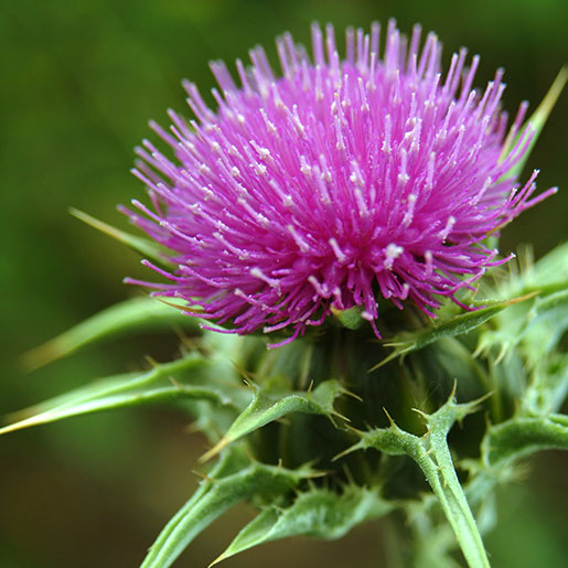 milk thistle.webp__PID:80713674-9f1b-452a-ad04-77b94b74a949