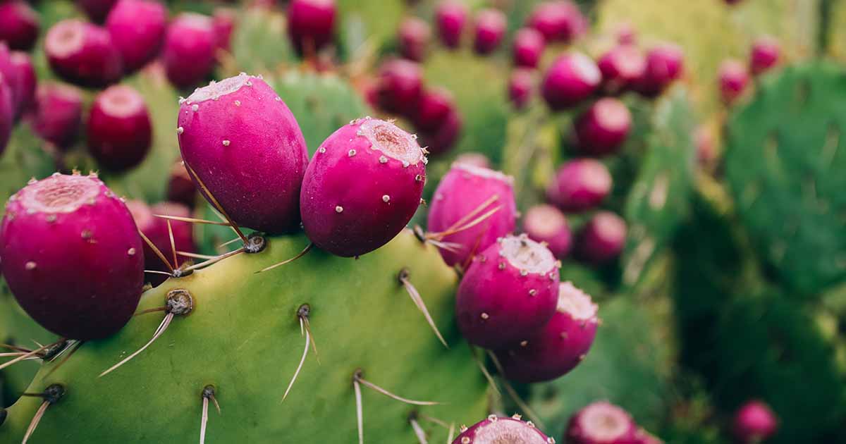 prickly pear.jpeg__PID:770d8071-3674-4f1b-a52a-2d0477b94b74